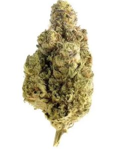 Royal Gorilla Aroma intenso